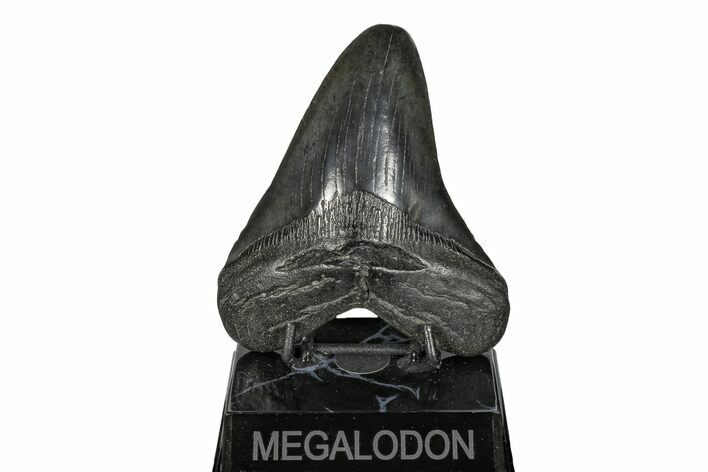 Fossil Megalodon Tooth - South Carolina #168020